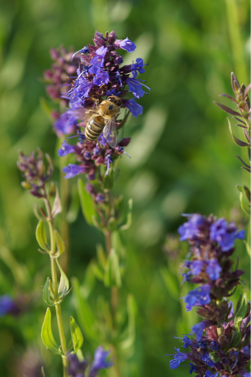 Hyssopus officinalis