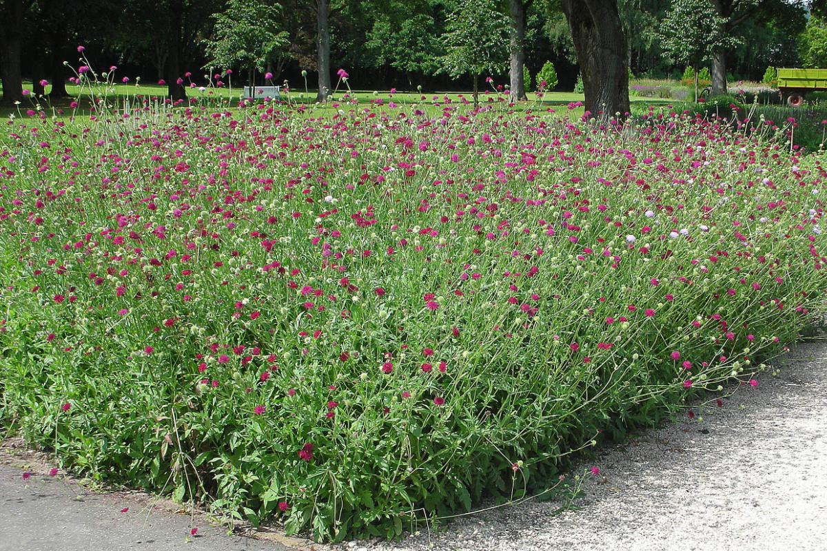 Knautia macedonica