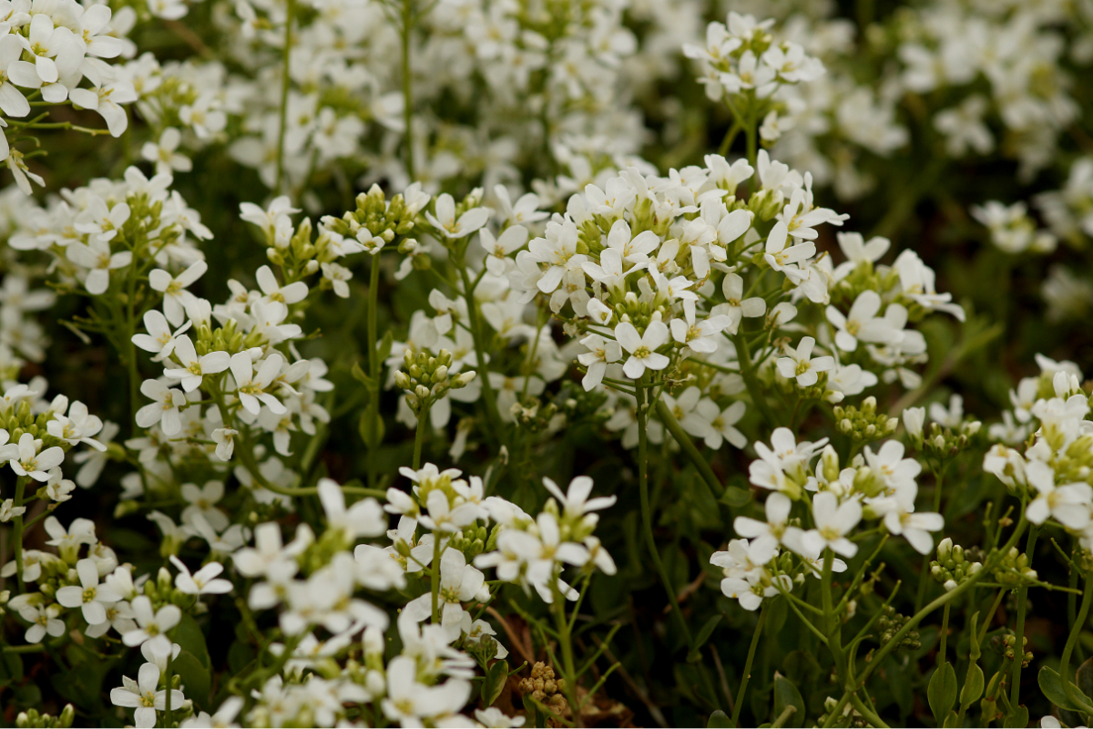 Arabis procurrens 'Neuschnee' - Gänsekresse, Schaumkresse