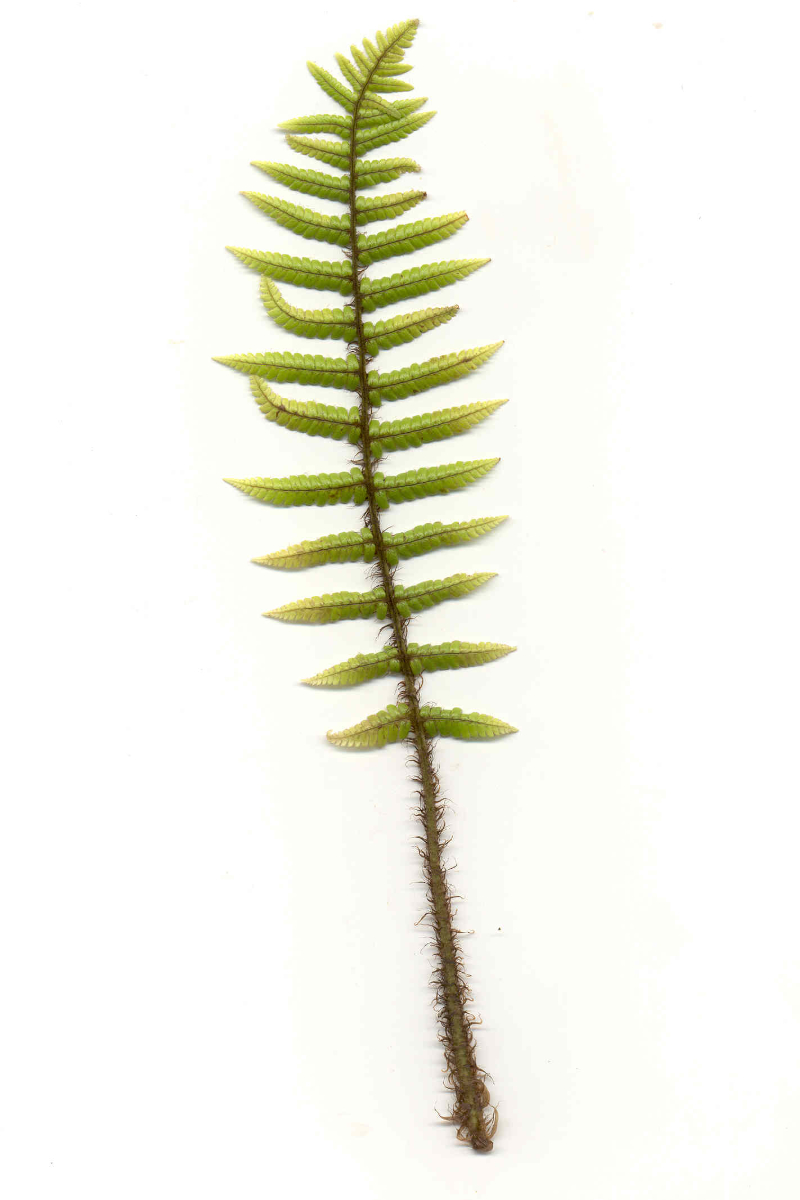 Dryopteris wallichiana gen.