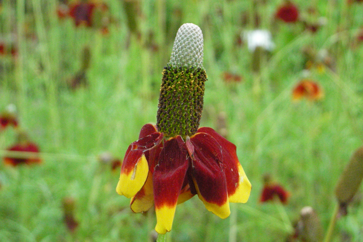 Ratibida columnifera var. pulcherrima - Präriesonnenhut, Präriezapfenblume