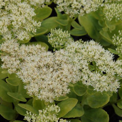 small-sedum_spectabile_stardust.jpg