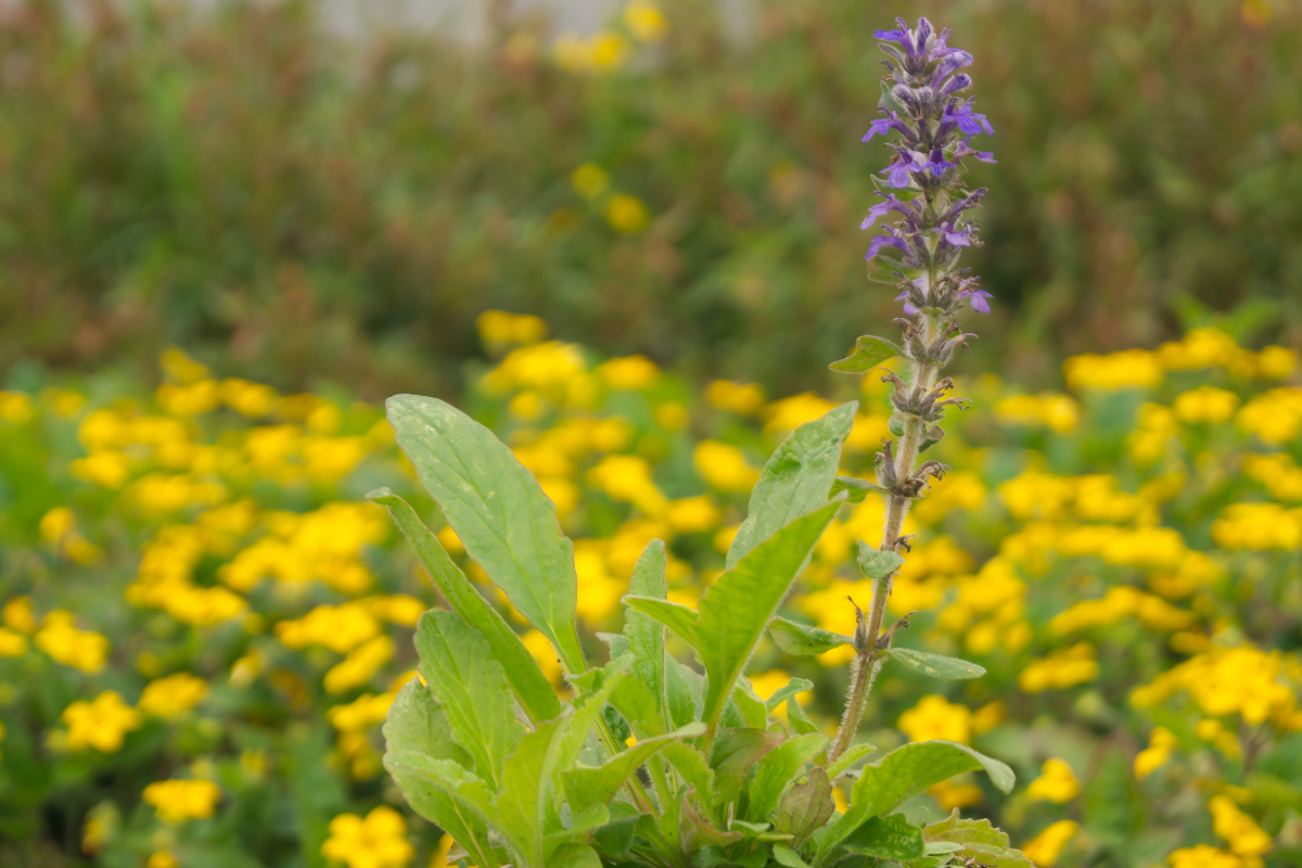 Ajuga genevensis - Heide Günsel, Genfer Günsel