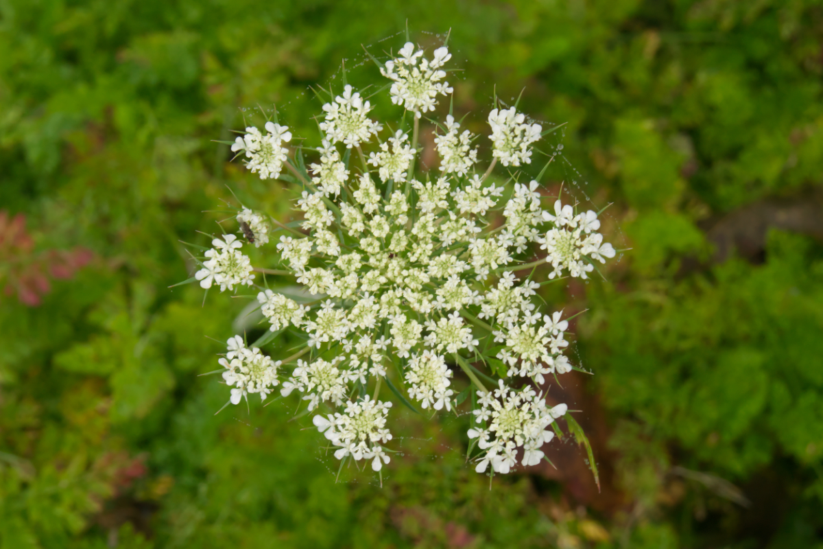 Daucus carota