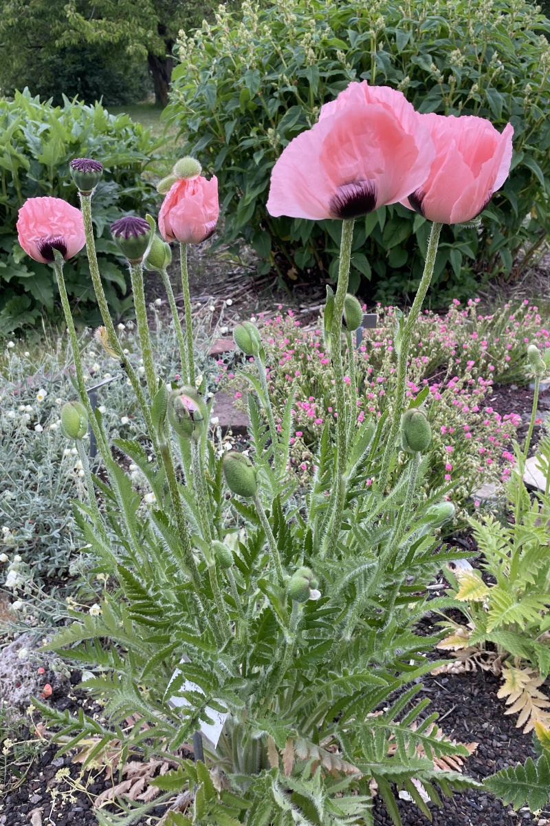 Papaver Orientale-Hybr. 'Princess Victoria Louise'