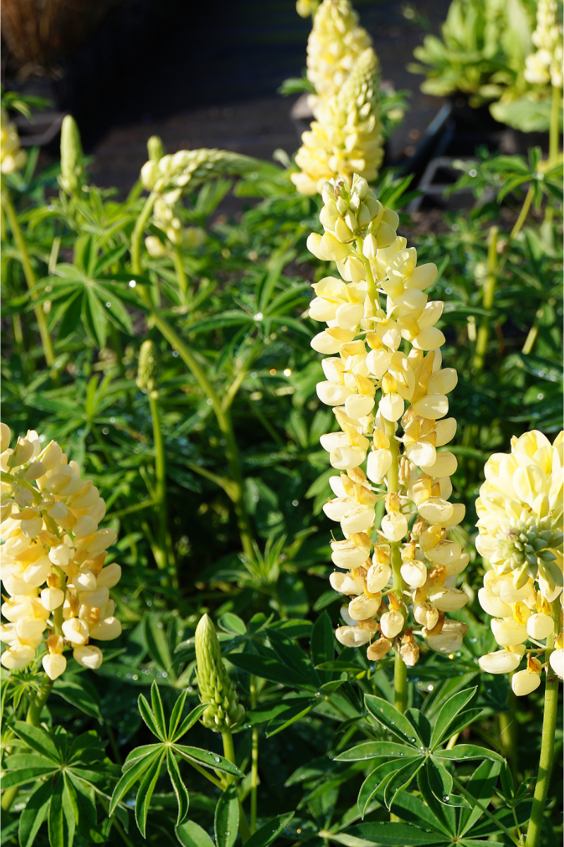 Lupinus Polyphyllus-Hybr. 'Kronleuchter'