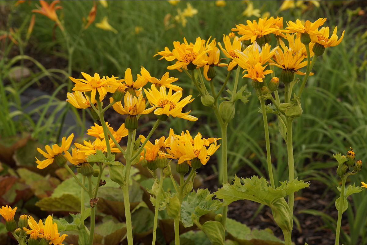 Ligularia x palmatiloba - Palmblatt-Goldkolben, Kreuzkraut, Greiskraut