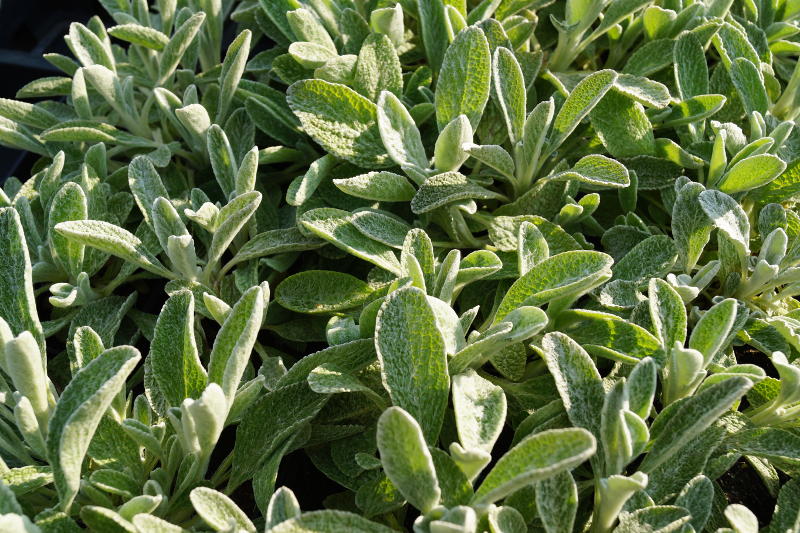 Sideritis syriaca - Griechischer Bergtee