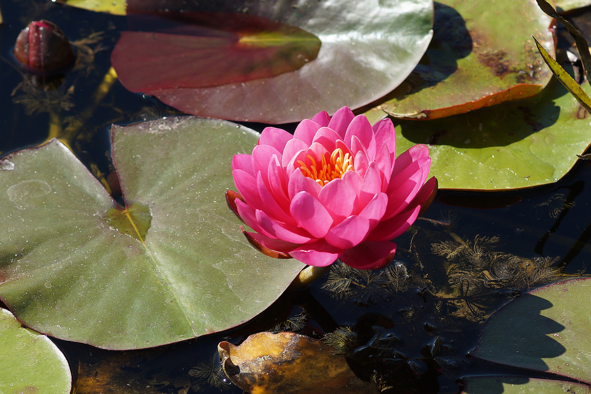 Nymphaea Hybride 'Belami'