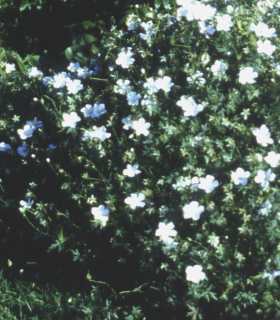 Geranium sanguineum 'Album'