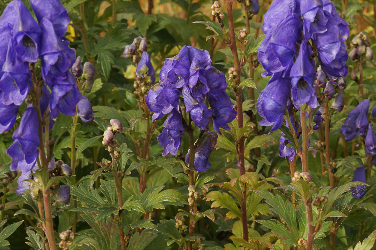 Aconitum carmichaelii 'Arendsii'