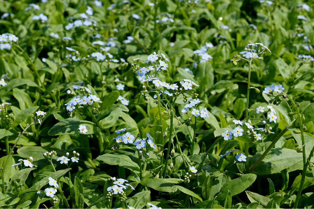 Myosotis scorpioides (palustris) - Sumpf-Vergissmeinnicht