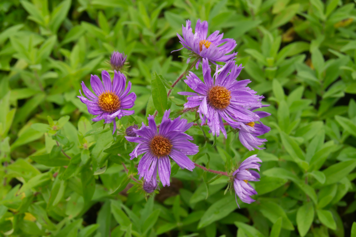 Aster novae-angliae 'Barr's Blue'