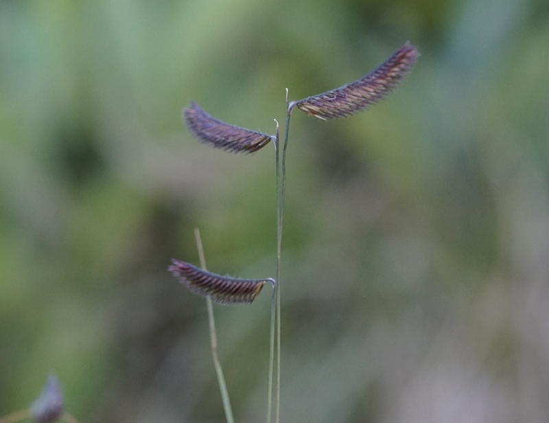 Bouteloua gracilis (oligostachya)