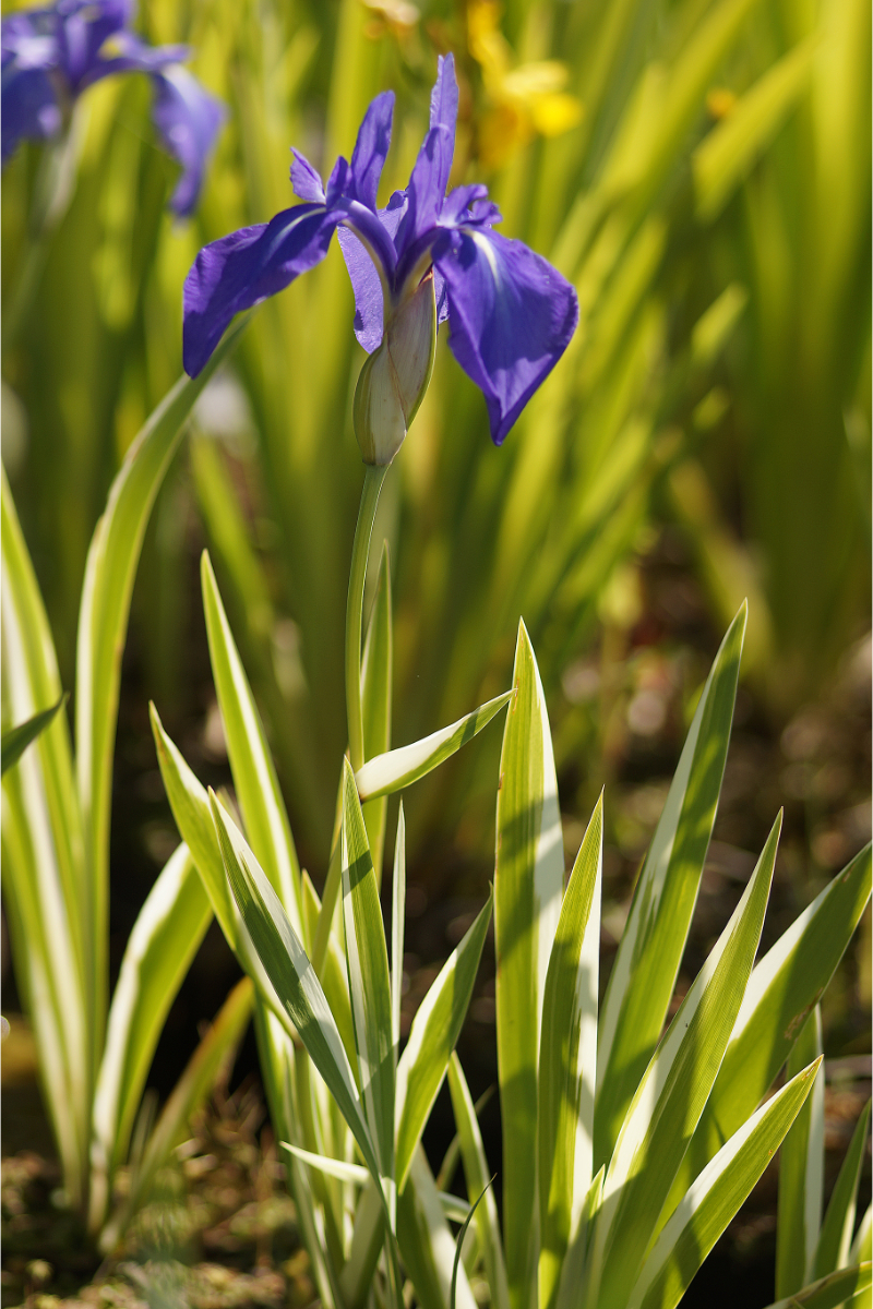 Iris laevigata 'Variegata' - Japanische Sumpfschwertlilie