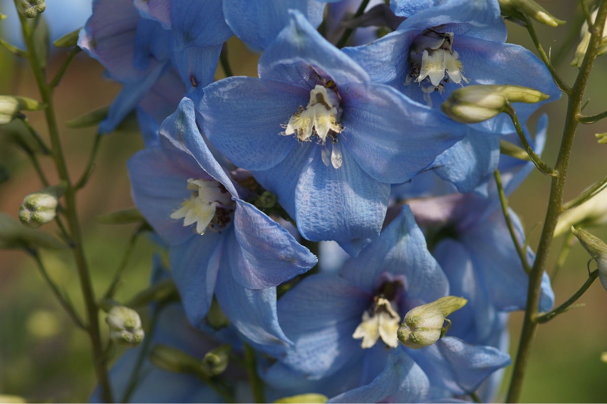Delphinium Elatum-Hybr. 'Gletscherwasser'