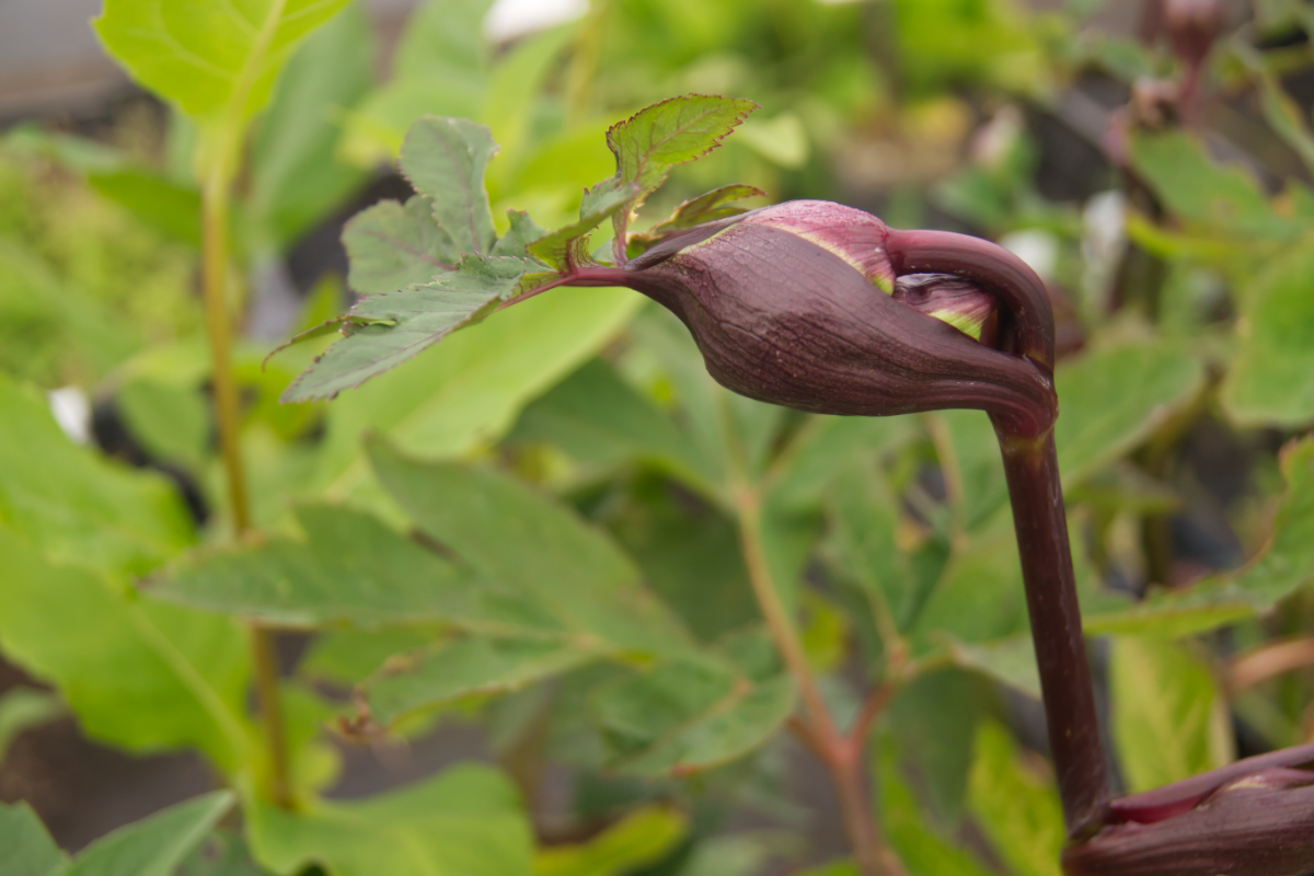 Angelica gigas