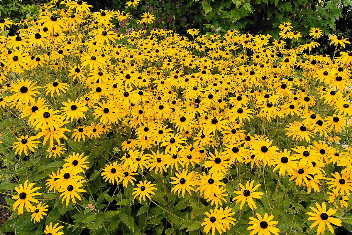 Rudbeckia fulgida var. deamii - Sonnenhut