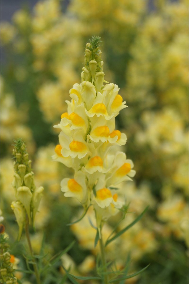Linaria vulgaris