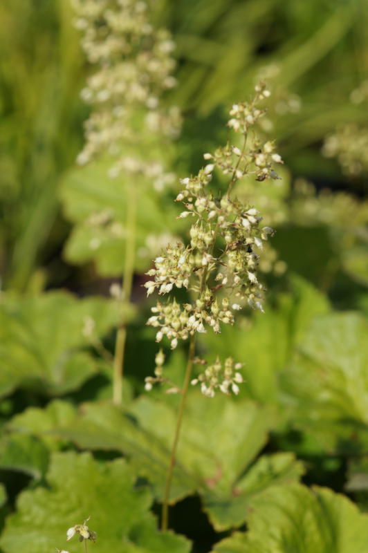 Heuchera villosa v.macrorrhiza