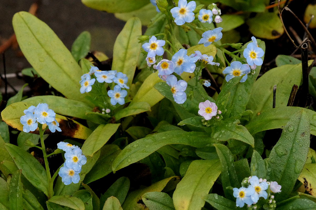 Myosotis scorpioides (palustris)