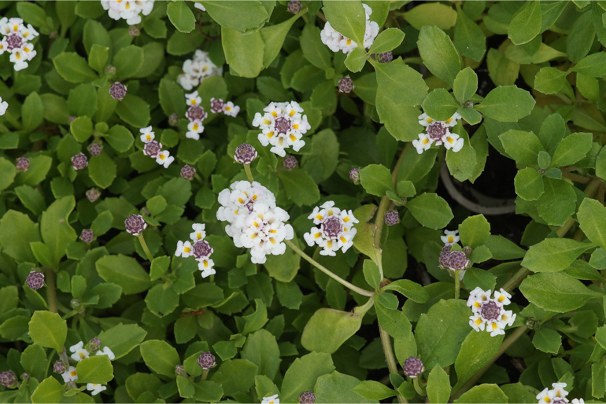 Phyla nodiflora 'Summer Pearls' - Teppichverbene