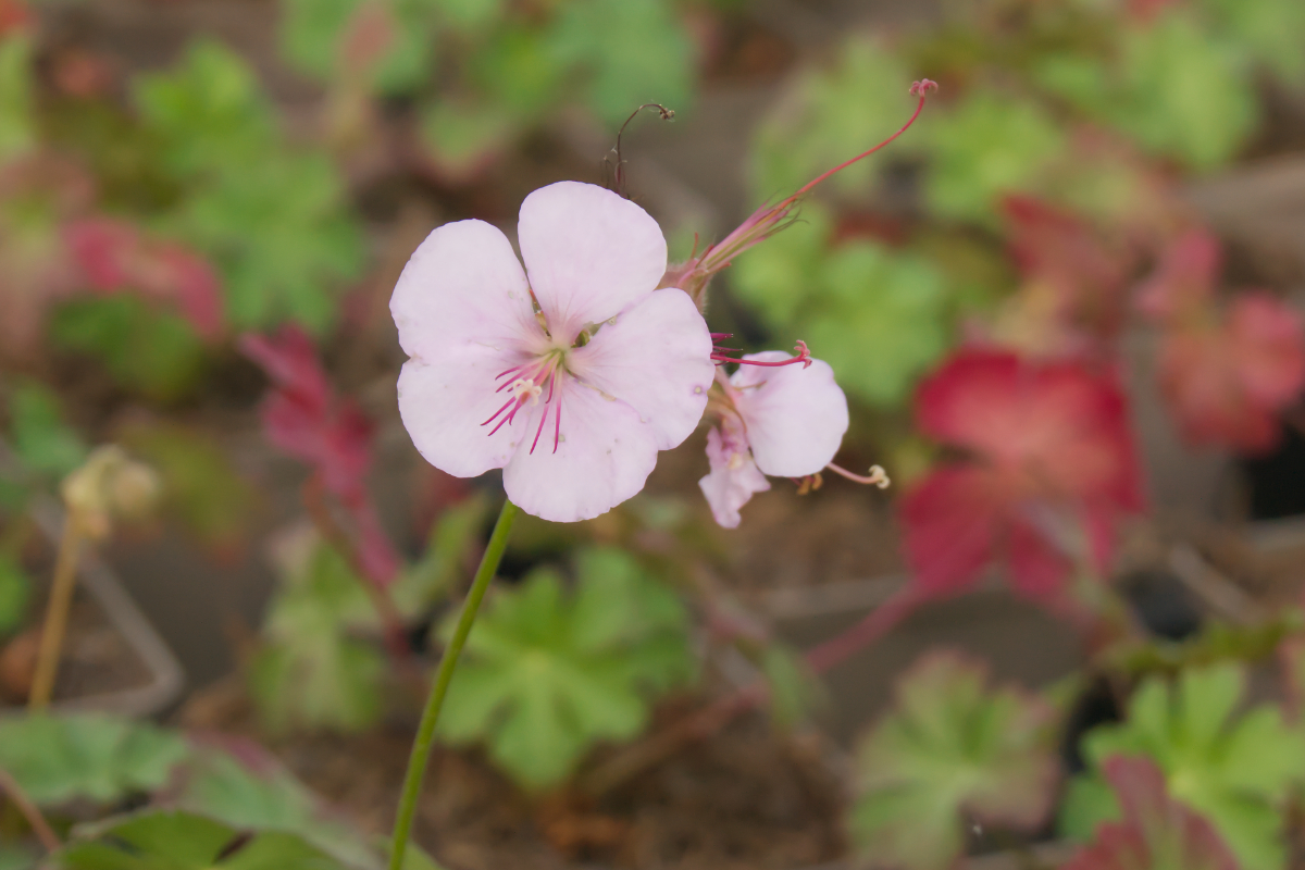 Geranium x cantabrigiense 'Biokovo'