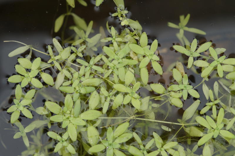 Callitriche palustris - Frühlingswasserstern