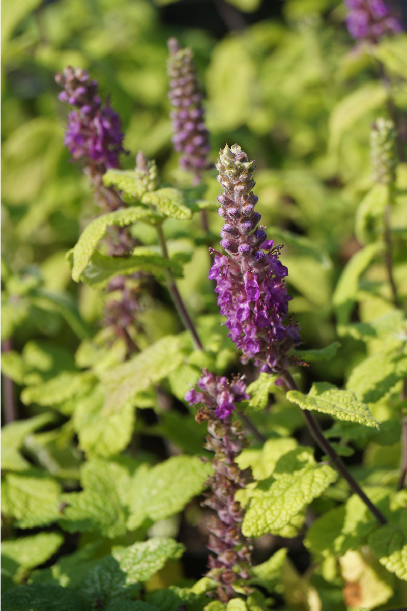 Teucrium hyrcanicum