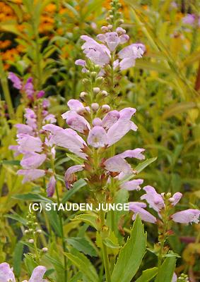 Physostegia virginiana 'Rosea'