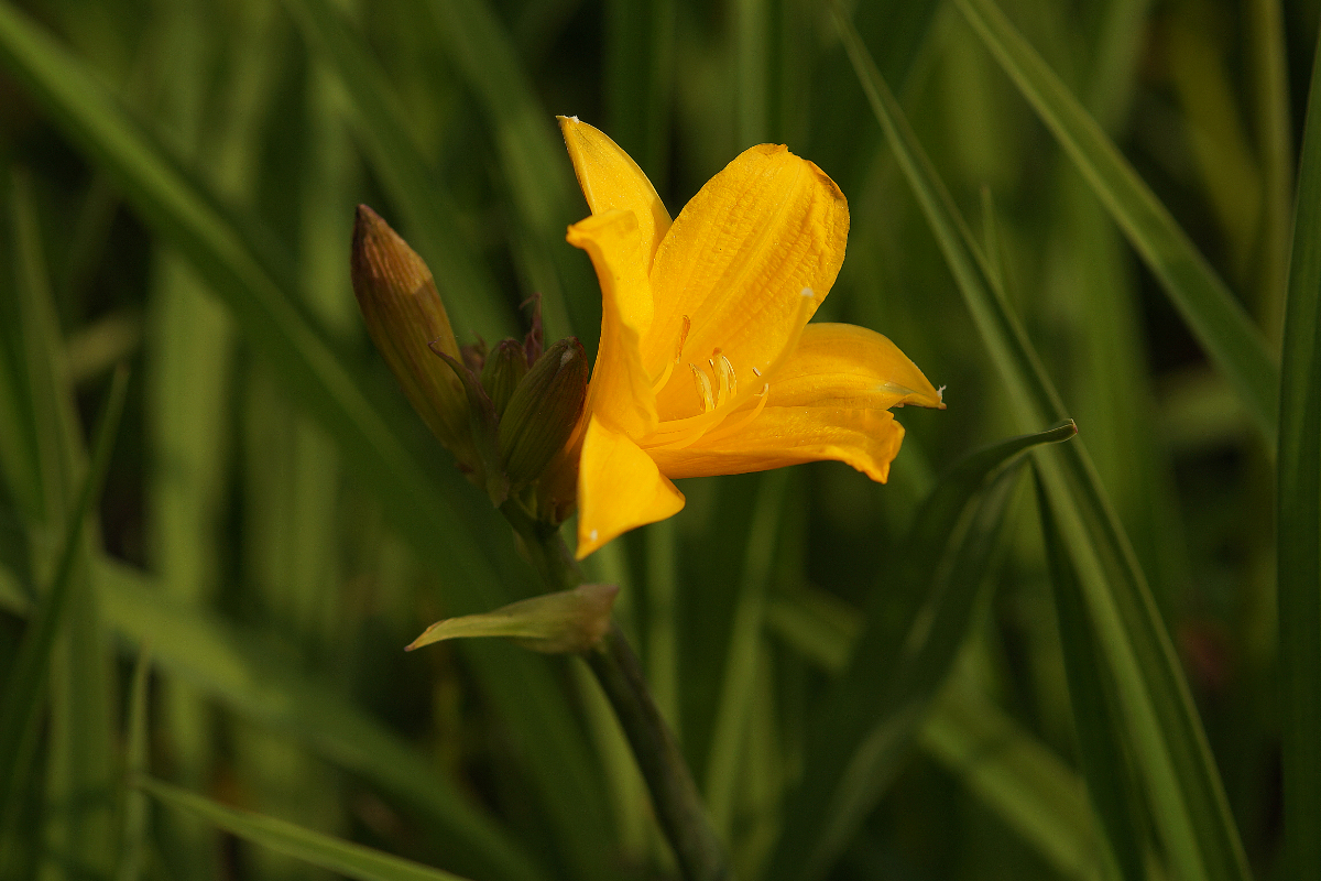 Hemerocallis middendorffii