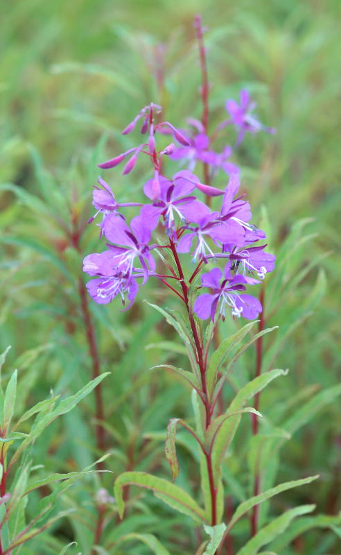 Epilobium angustifolium - Weidenröschen