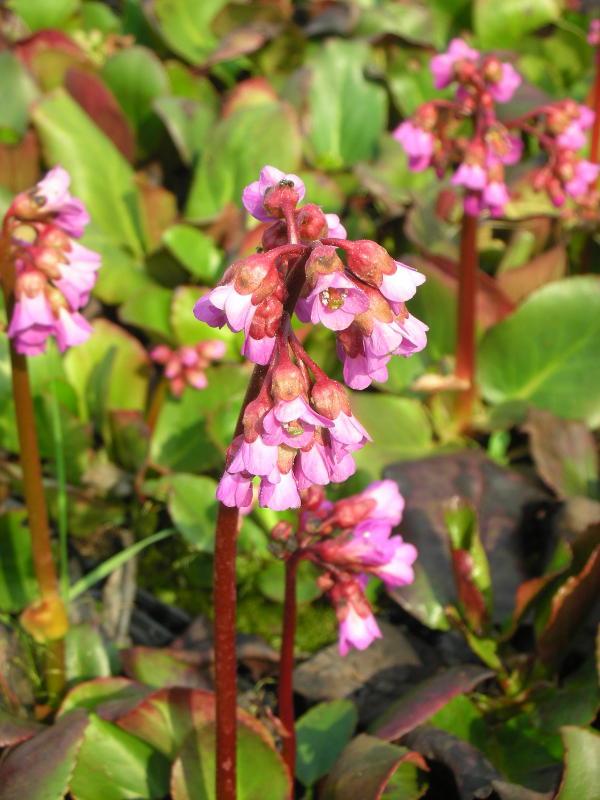 Bergenia cordifolia