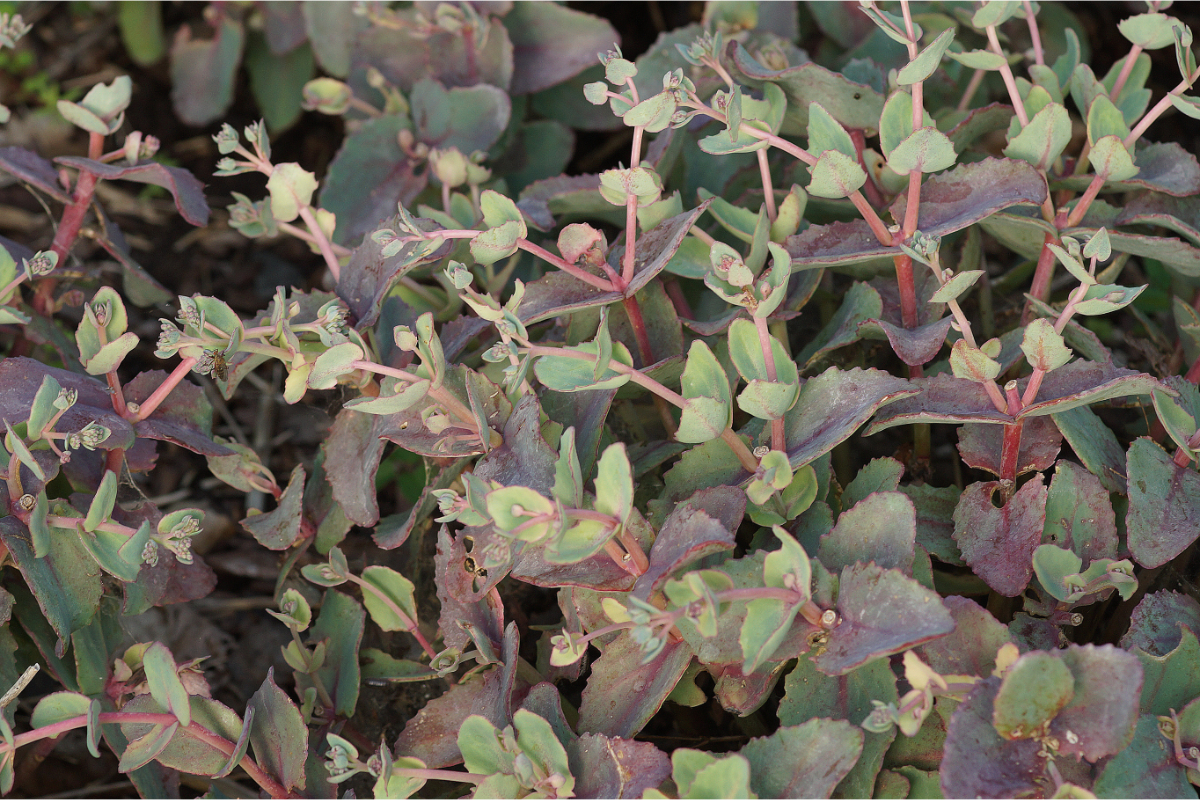 Sedum telephium ssp. ruprechtii - Fetthenne