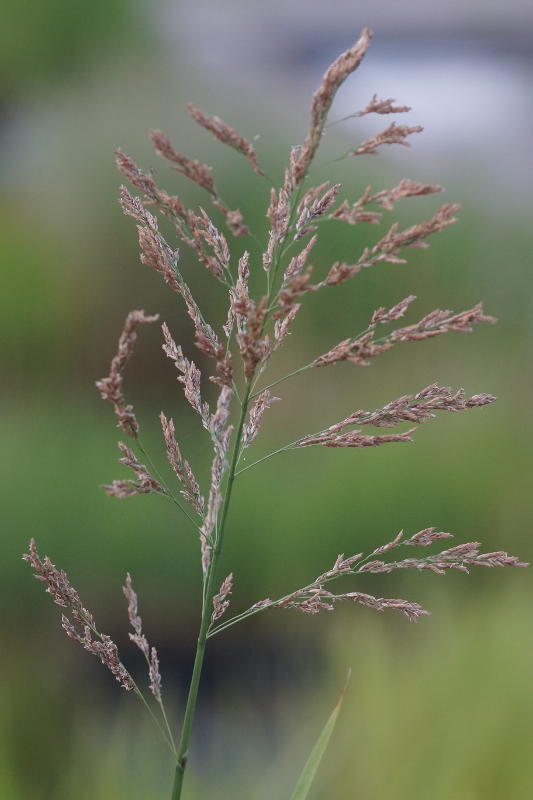 Glyceria maxima