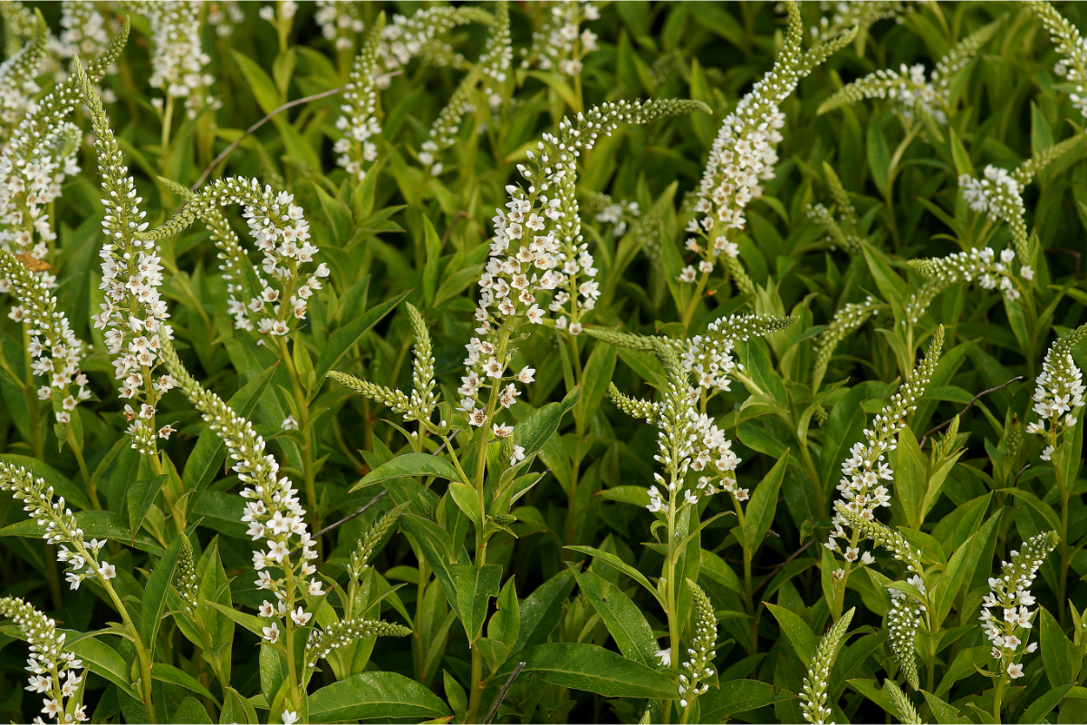 Lysimachia clethroides 'Snowcandle' - Schneefelberich, Entenschnabel-Felberich