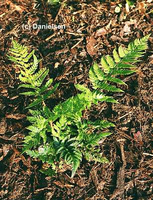 Polystichum rigens gen. - Steifer Bärentatzenfarn