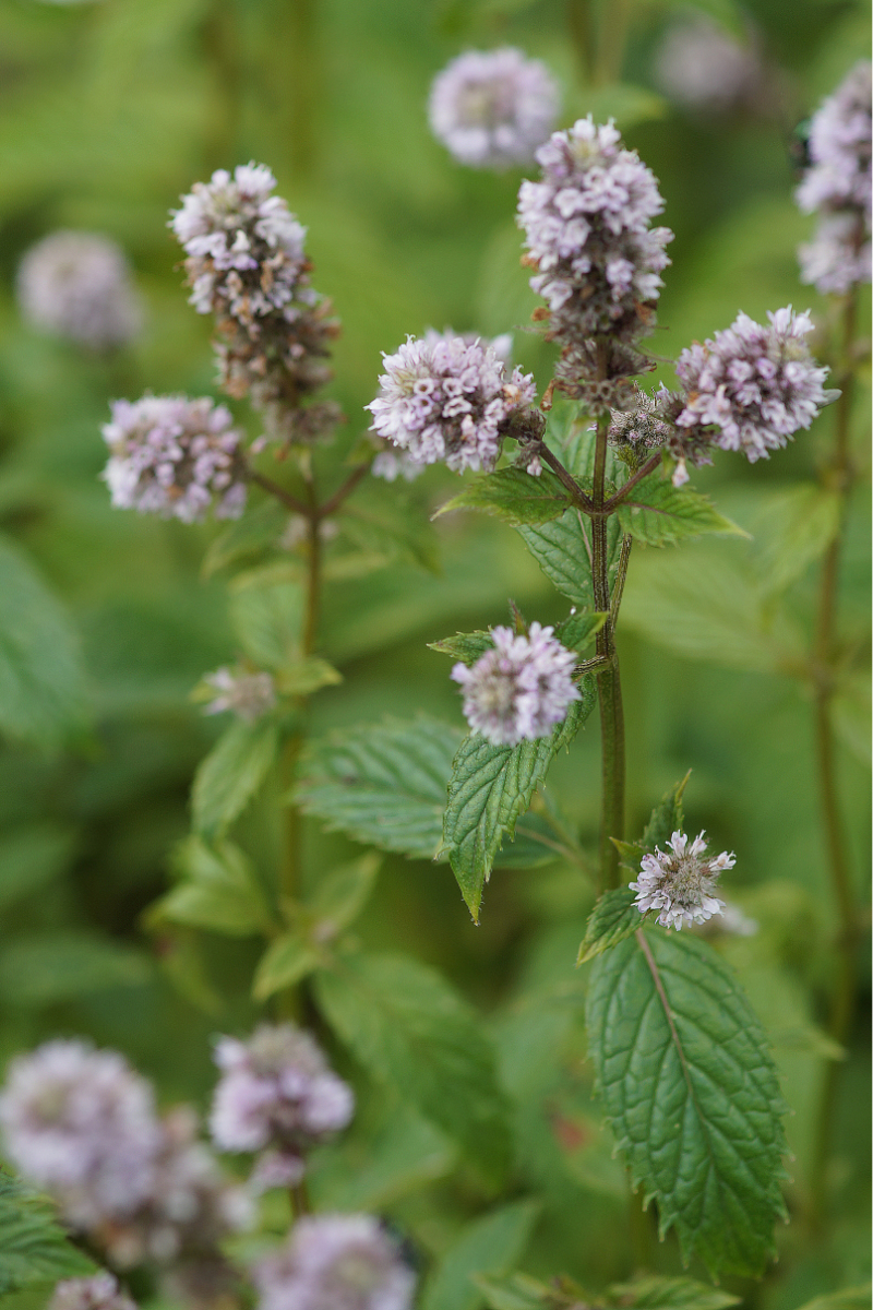 Mentha species 'Erdbeere'
