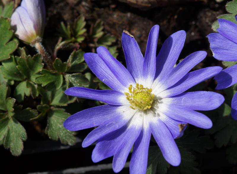Anemone blanda 'Blue Shades'