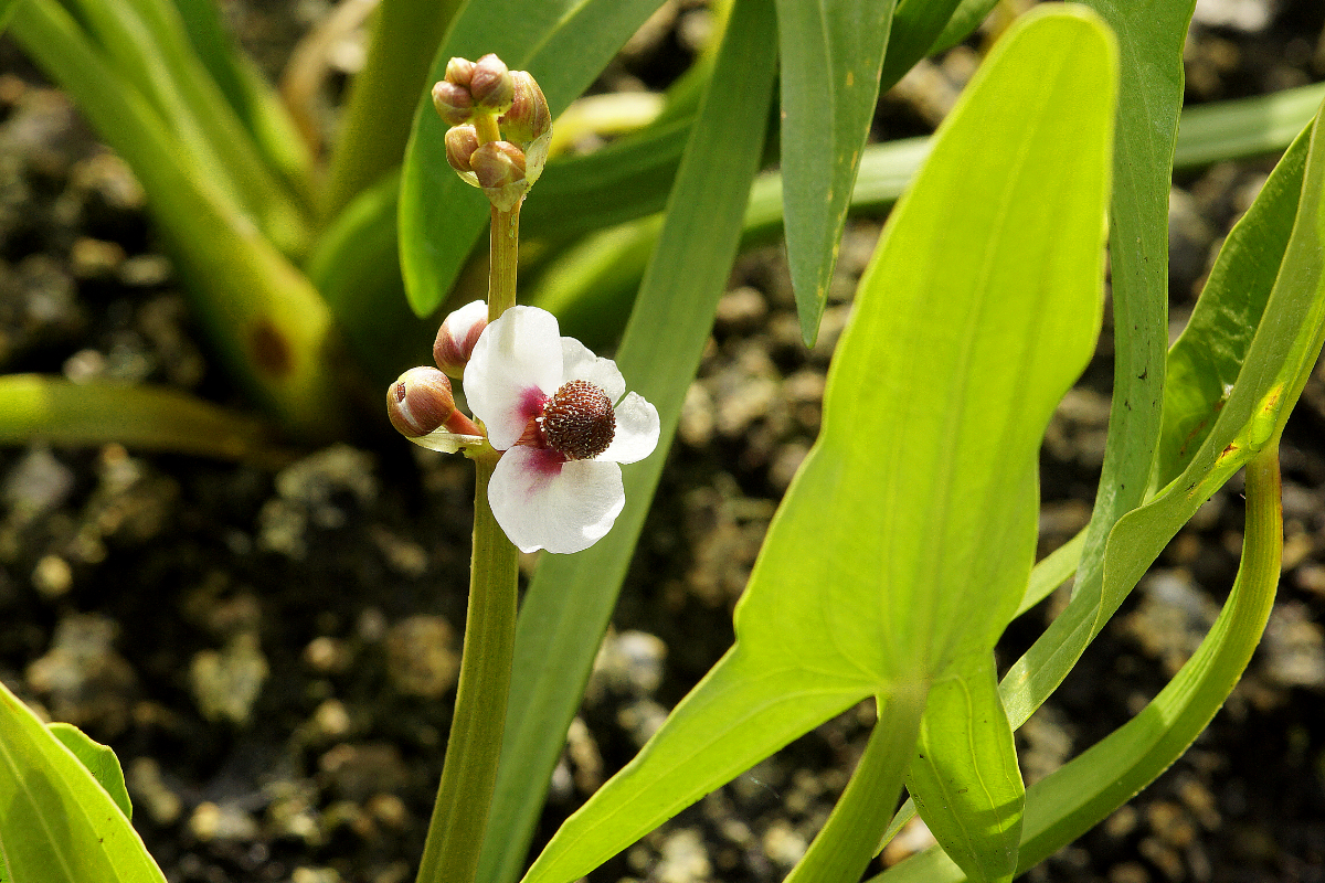 Sagittaria sagittifolia
