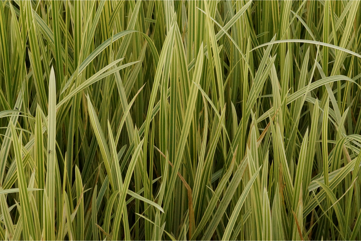 Glyceria maxima 'Variegata' - Riesensüßgras, Wasserschwaden
