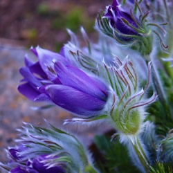 pulsatilla