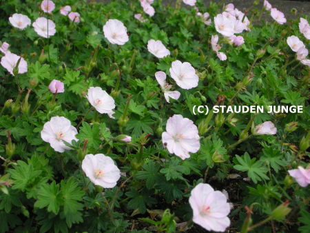 Geranium sanguineum 'Apfelblüte'