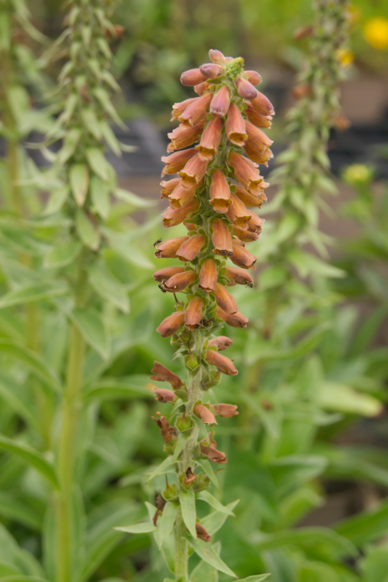 Digitalis parviflora