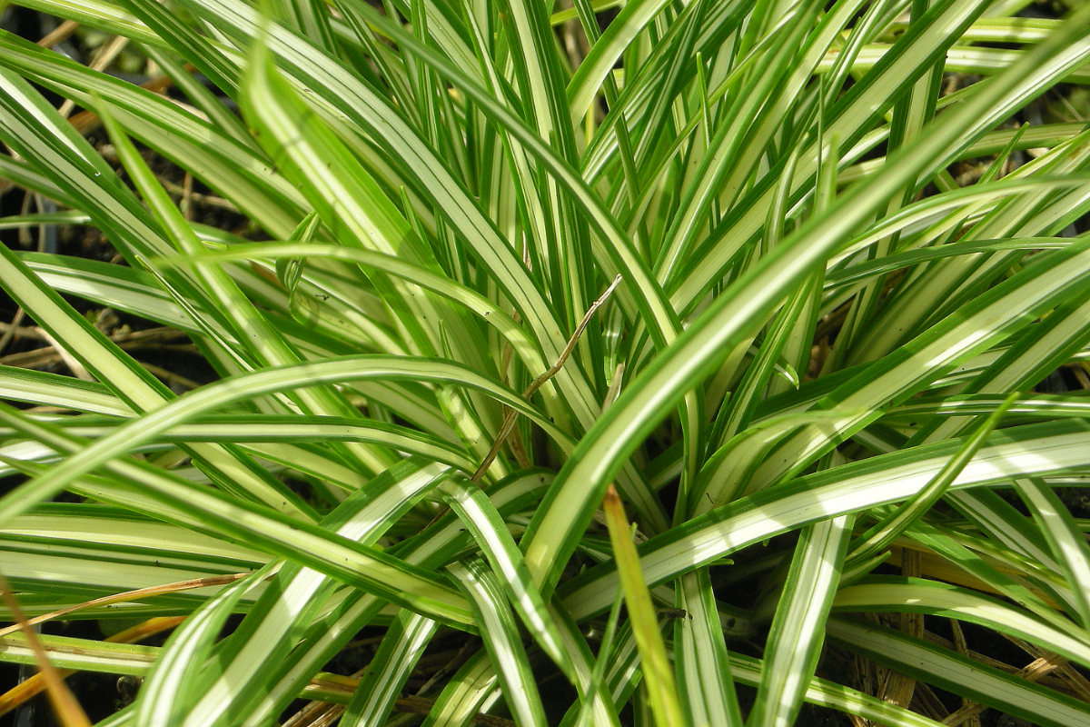 Carex ornithopoda 'Variegata' - Weißbunte Vogelfußsegge