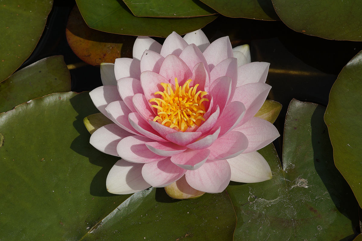 Nymphaea Hybride 'Darwin' ('Hollandia') - Seerose