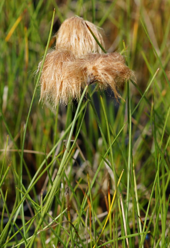 Eriophorum russeolum