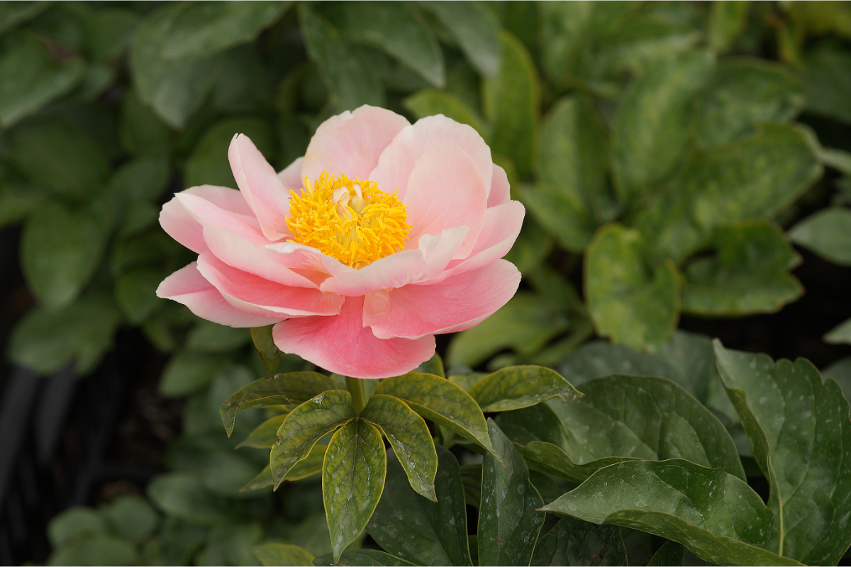 Paeonia Lactiflora-Hybr. 'Salmon Chiffon'