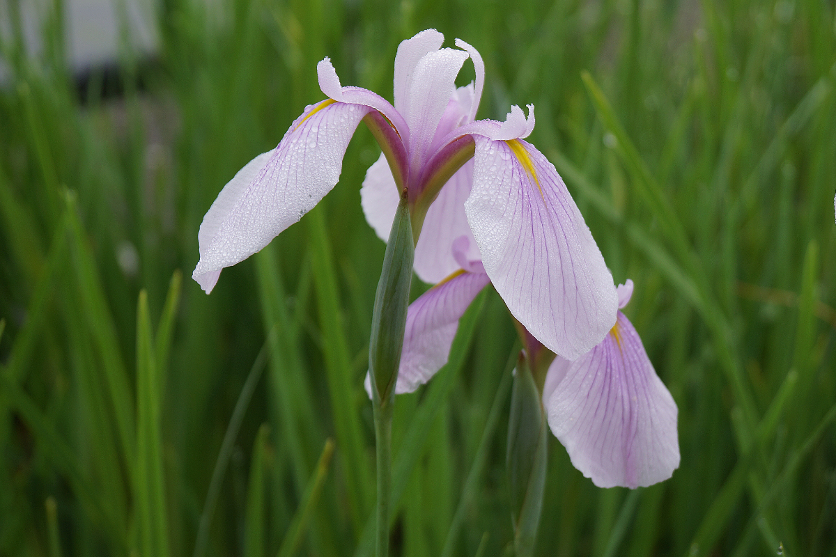 Iris ensata 'Sweet Candy'