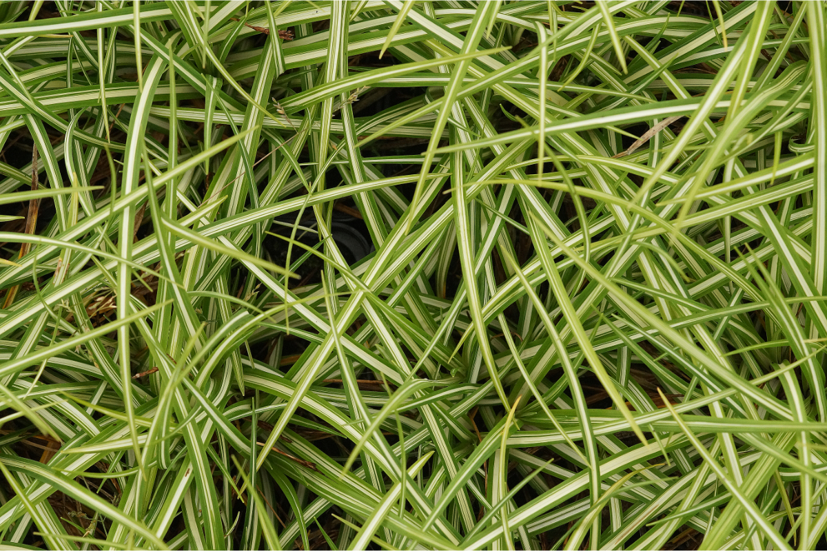 Carex ornithopoda 'Variegata'